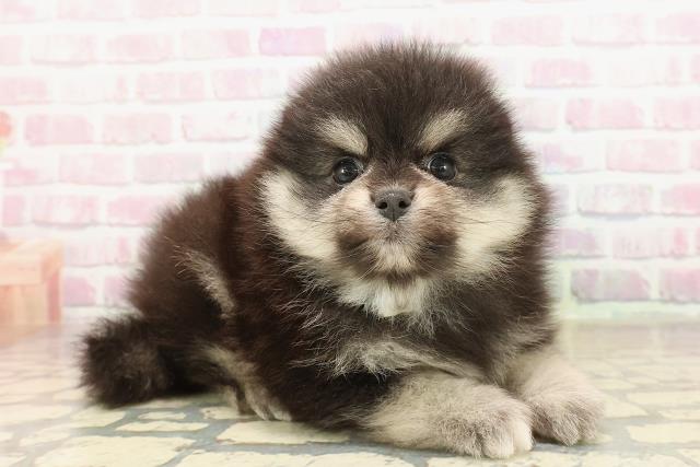 東京都のポメラニアン (Coo&RIKU八王子西店/2025年9月3日生まれ/男の子/ブラックタン)の子犬の3枚目の画像