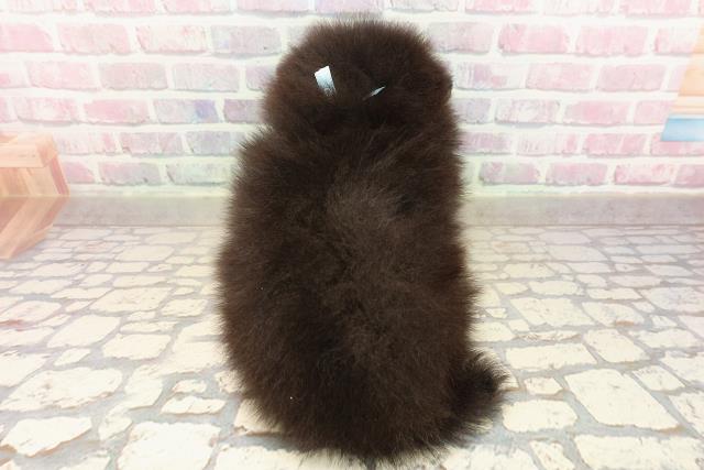 東京都のポメラニアン (Coo&RIKU八王子西店/2025年9月3日生まれ/男の子/ブラックタン)の子犬の4枚目の画像