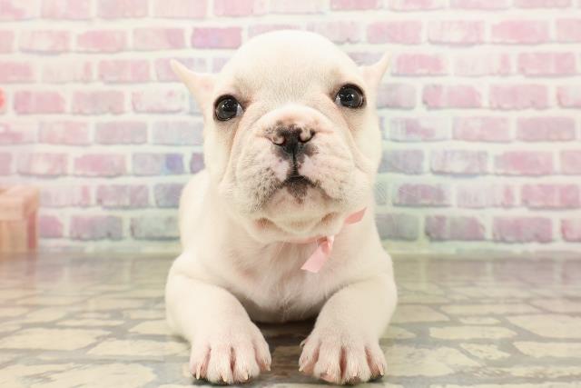 東京都のフレンチブルドッグ (Coo&RIKU阿佐ヶ谷店/2025年9月1日生まれ/女の子/クリーム)の子犬の1枚目の画像