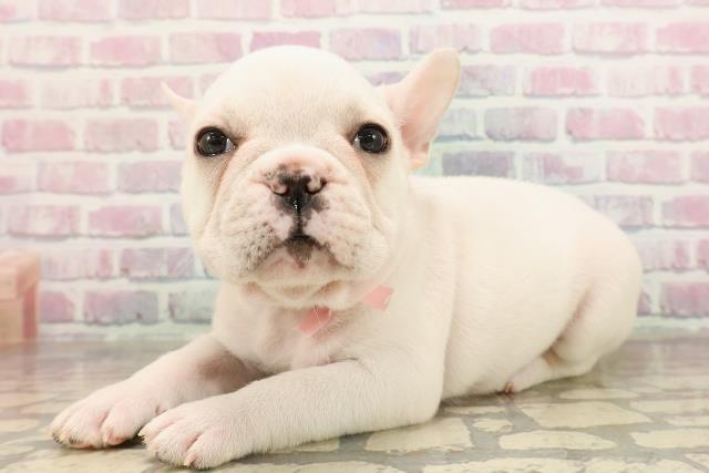 東京都のフレンチブルドッグ (Coo&RIKU阿佐ヶ谷店/2025年9月1日生まれ/女の子/クリーム)の子犬の2枚目の画像