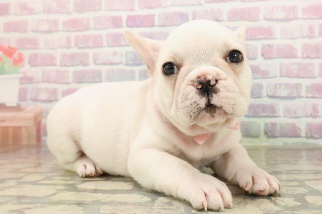 東京都のフレンチブルドッグ (Coo&RIKU阿佐ヶ谷店/2025年9月1日生まれ/女の子/クリーム)の子犬の3枚目の画像