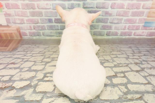 東京都のフレンチブルドッグ (Coo&RIKU阿佐ヶ谷店/2025年9月1日生まれ/女の子/クリーム)の子犬の4枚目の画像