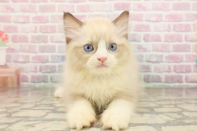 静岡県のラグドール (Coo&RIKU静岡SBS通り店/2025年8月28日生まれ/男の子/シールポイントバイカラー)の子猫の1枚目の画像