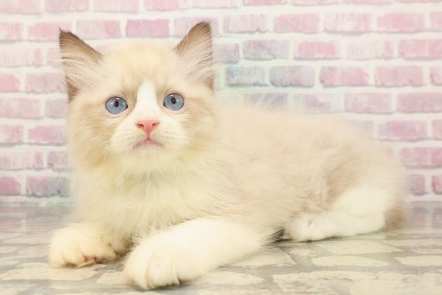 静岡県のラグドール (Coo&RIKU静岡SBS通り店/2025年8月28日生まれ/男の子/シールポイントバイカラー)の子猫の2枚目の画像