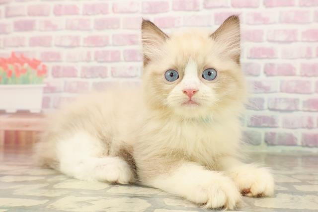 静岡県のラグドール (Coo&RIKU静岡SBS通り店/2025年8月28日生まれ/男の子/シールポイントバイカラー)の子猫の3枚目の画像