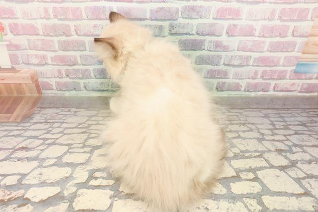 静岡県のラグドール (Coo&RIKU静岡SBS通り店/2025年8月28日生まれ/男の子/シールポイントバイカラー)の子猫の4枚目の画像