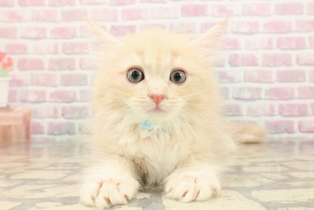 神奈川県のサイベリアン (Coo&RIKU小田原店/2025年8月29日生まれ/男の子/クリームタビー)の子猫の1枚目の画像