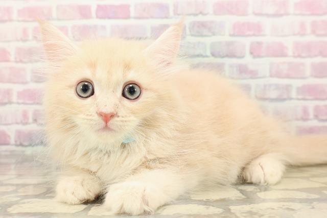 神奈川県のサイベリアン (Coo&RIKU小田原店/2025年8月29日生まれ/男の子/クリームタビー)の子猫の2枚目の画像