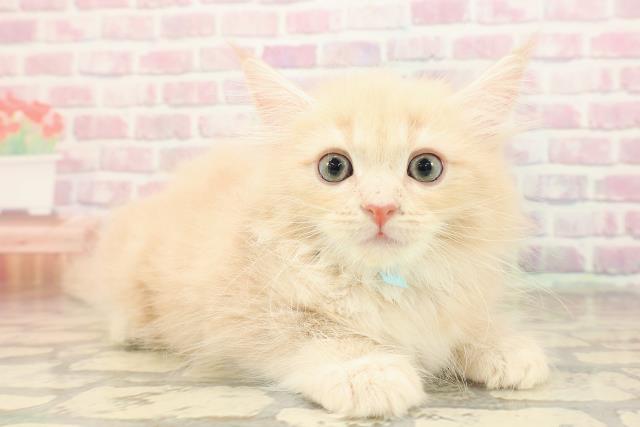 神奈川県のサイベリアン (Coo&RIKU小田原店/2025年8月29日生まれ/男の子/クリームタビー)の子猫の3枚目の画像