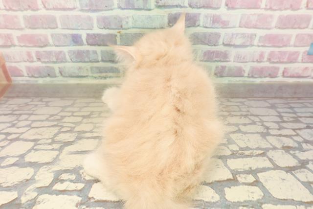 神奈川県のサイベリアン (Coo&RIKU小田原店/2025年8月29日生まれ/男の子/クリームタビー)の子猫の4枚目の画像