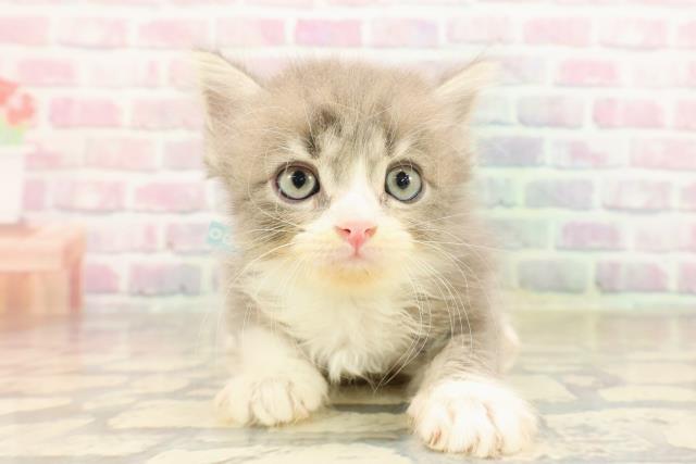 神奈川県のサイベリアン (Coo&RIKU藤沢店/2025年9月3日生まれ/男の子/ブルータビーホワイト)の子猫の1枚目の画像