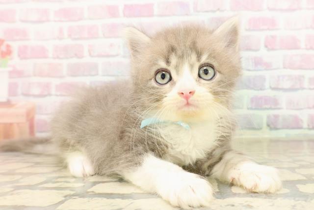 神奈川県のサイベリアン (Coo&RIKU藤沢店/2025年9月3日生まれ/男の子/ブルータビーホワイト)の子猫の3枚目の画像