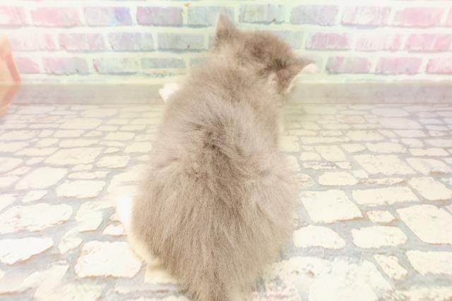 神奈川県のサイベリアン (Coo&RIKU藤沢店/2025年9月3日生まれ/男の子/ブルータビーホワイト)の子猫の4枚目の画像