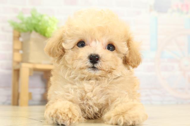 トイ・プードル