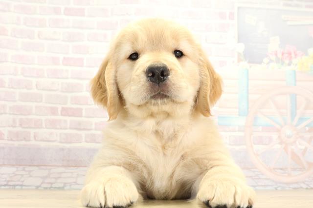 愛知県のゴールデンレトリバー (Coo&RIKU春日井店/2025年9月3日生まれ/女の子/ゴールデン)の子犬の1枚目の画像