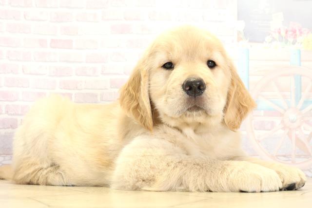 愛知県のゴールデンレトリバー (Coo&RIKU春日井店/2025年9月3日生まれ/女の子/ゴールデン)の子犬の2枚目の画像