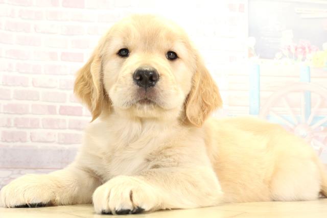 愛知県のゴールデンレトリバー (Coo&RIKU春日井店/2025年9月3日生まれ/女の子/ゴールデン)の子犬の3枚目の画像