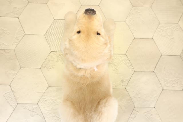 愛知県のゴールデンレトリバー (Coo&RIKU春日井店/2025年9月3日生まれ/女の子/ゴールデン)の子犬の4枚目の画像