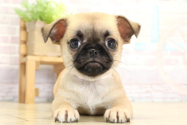 岐阜県のチワパグ/パグチー(チワワ×パグ) (Coo&RIKU岐南店/2025年9月3日生まれ/女の子/フォーン)の子犬