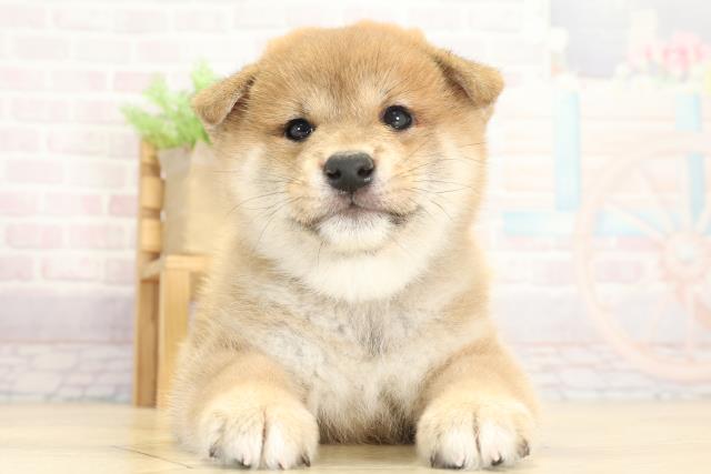 岐阜県の柴犬(標準サイズ) (Coo&RIKU岐南店/2025年9月1日生まれ/男の子/赤)の子犬の1枚目の画像