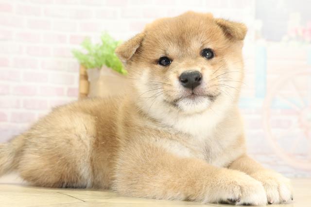 岐阜県の柴犬(標準サイズ) (Coo&RIKU岐南店/2025年9月1日生まれ/男の子/赤)の子犬の2枚目の画像