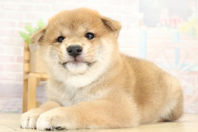 岐阜県の柴犬(標準サイズ) (Coo&RIKU岐南店/2025年9月1日生まれ/男の子/赤)の子犬の3枚目の画像