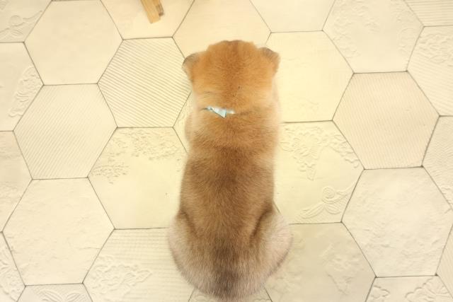 岐阜県の柴犬(標準サイズ) (Coo&RIKU岐南店/2025年9月1日生まれ/男の子/赤)の子犬の4枚目の画像