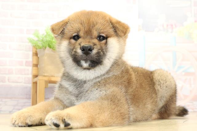 愛知県の柴犬(標準サイズ) (Coo&RIKU春日井店/2025年9月1日生まれ/男の子/赤)の子犬の3枚目の画像