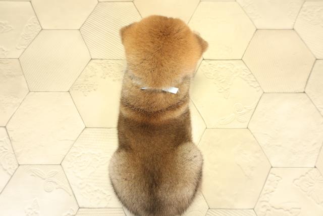 愛知県の柴犬(標準サイズ) (Coo&RIKU春日井店/2025年9月1日生まれ/男の子/赤)の子犬の4枚目の画像