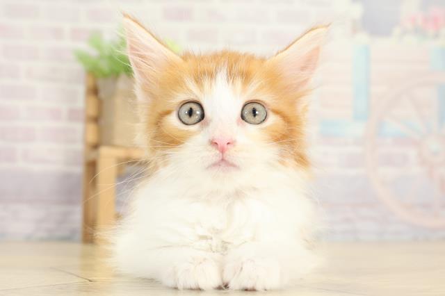 岐阜県のメインクーン (Coo&RIKU岐阜店/2025年9月3日生まれ/女の子/レッドタビーホワイト)の子猫の1枚目の画像