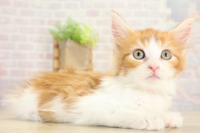 岐阜県のメインクーン (Coo&RIKU岐阜店/2025年9月3日生まれ/女の子/レッドタビーホワイト)の子猫の2枚目の画像