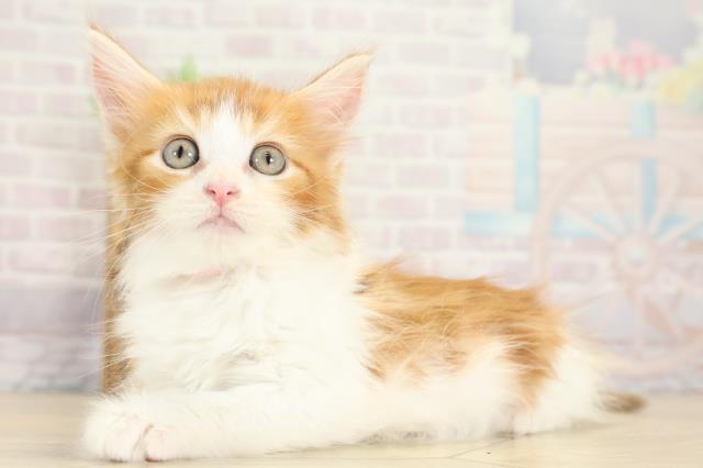 岐阜県のメインクーン (Coo&RIKU岐阜店/2025年9月3日生まれ/女の子/レッドタビーホワイト)の子猫の3枚目の画像