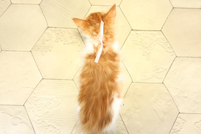 岐阜県のメインクーン (Coo&RIKU岐阜店/2025年9月3日生まれ/女の子/レッドタビーホワイト)の子猫の4枚目の画像