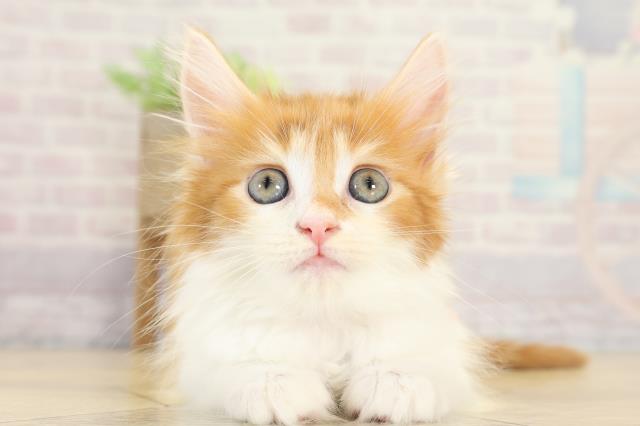 愛知県のメインクーン (Coo&RIKU東海一宮店/2025年9月3日生まれ/女の子/レッドタビーホワイト)の子猫の1枚目の画像