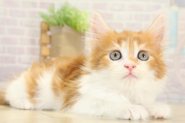 愛知県のメインクーン (Coo&RIKU東海一宮店/2025年9月3日生まれ/女の子/レッドタビーホワイト)の子猫の2枚目の画像