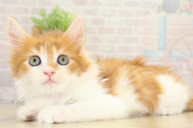 愛知県のメインクーン (Coo&RIKU東海一宮店/2025年9月3日生まれ/女の子/レッドタビーホワイト)の子猫の3枚目の画像