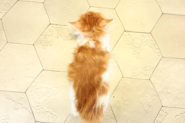 愛知県のメインクーン (Coo&RIKU東海一宮店/2025年9月3日生まれ/女の子/レッドタビーホワイト)の子猫の4枚目の画像