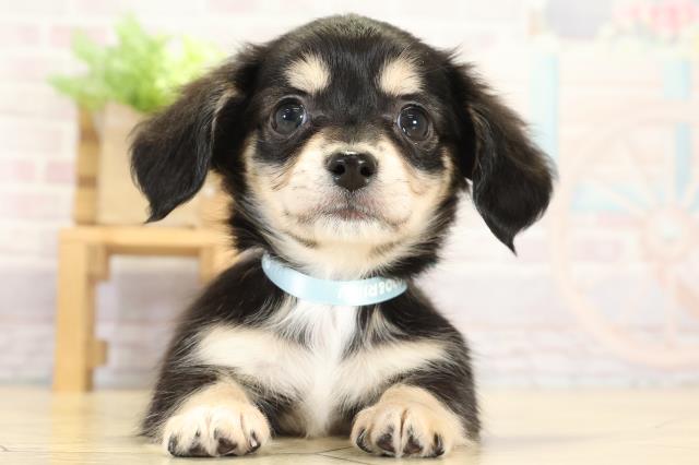 静岡県のチワックス(チワワ×ダックス) (Coo&RIKU富士店/2025年9月2日生まれ/男の子/ブラッククリーム)の子犬の1枚目の画像