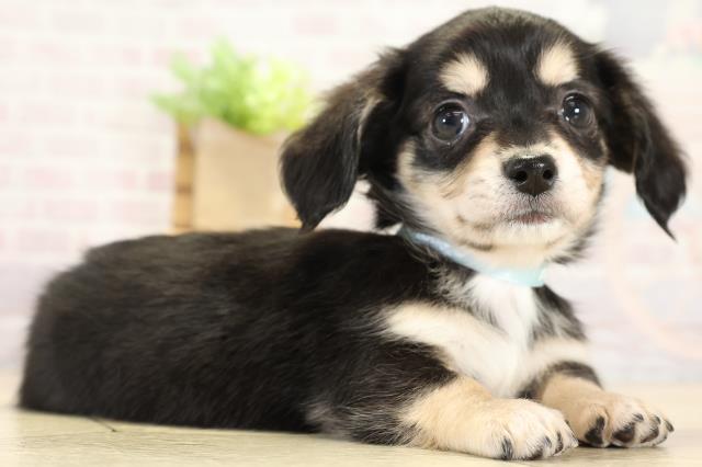 静岡県のチワックス(チワワ×ダックス) (Coo&RIKU富士店/2025年9月2日生まれ/男の子/ブラッククリーム)の子犬の2枚目の画像