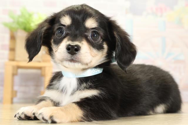 静岡県のチワックス(チワワ×ダックス) (Coo&RIKU富士店/2025年9月2日生まれ/男の子/ブラッククリーム)の子犬の3枚目の画像