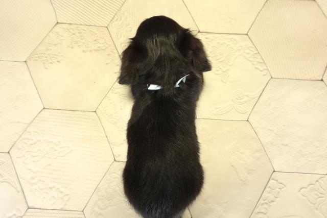 静岡県のチワックス(チワワ×ダックス) (Coo&RIKU富士店/2025年9月2日生まれ/男の子/ブラッククリーム)の子犬の4枚目の画像