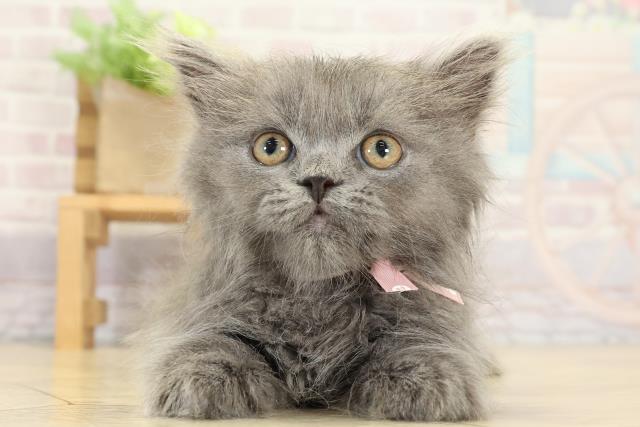 岐阜県のブリティッシュロングヘアー (Coo&RIKU岐南店/2025年9月2日生まれ/女の子/ブルー)の子猫の1枚目の画像