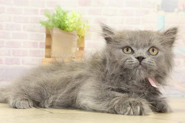 岐阜県のブリティッシュロングヘアー (Coo&RIKU岐南店/2025年9月2日生まれ/女の子/ブルー)の子猫の2枚目の画像