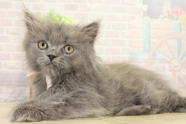 岐阜県のブリティッシュロングヘアー (Coo&RIKU岐南店/2025年9月2日生まれ/女の子/ブルー)の子猫の3枚目の画像