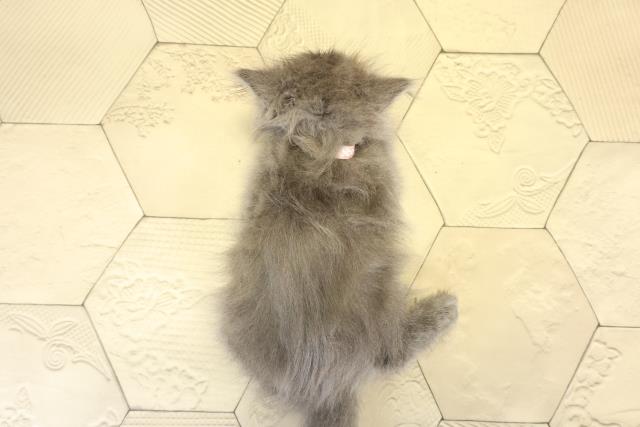 岐阜県のブリティッシュロングヘアー (Coo&RIKU岐南店/2025年9月2日生まれ/女の子/ブルー)の子猫の4枚目の画像