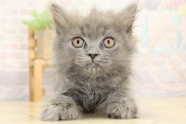 静岡県のブリティッシュロングヘアー (Coo&RIKU富士店/2025年9月2日生まれ/男の子/ブルー)の子猫の1枚目の画像