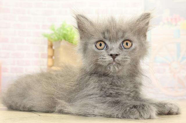 静岡県のブリティッシュロングヘアー (Coo&RIKU富士店/2025年9月2日生まれ/男の子/ブルー)の子猫の2枚目の画像