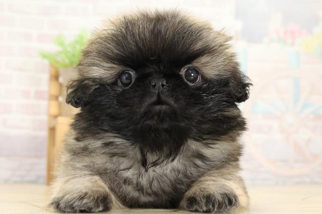 静岡県のペキニーズ (Coo&RIKU浜松店/2025年8月25日生まれ/男の子/フォーン)の子犬の1枚目の画像