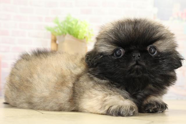 静岡県のペキニーズ (Coo&RIKU浜松店/2025年8月25日生まれ/男の子/フォーン)の子犬の2枚目の画像