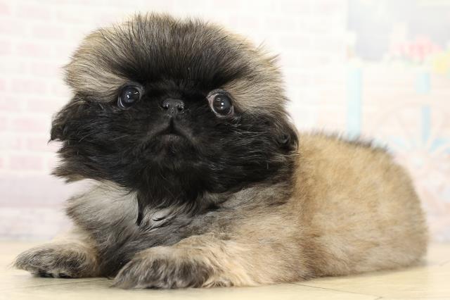 静岡県のペキニーズ (Coo&RIKU浜松店/2025年8月25日生まれ/男の子/フォーン)の子犬の3枚目の画像